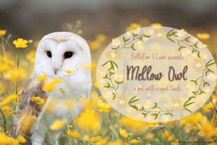 Mellow Owl: A Handwritten Font with a Quiet, Nostalgic Charm